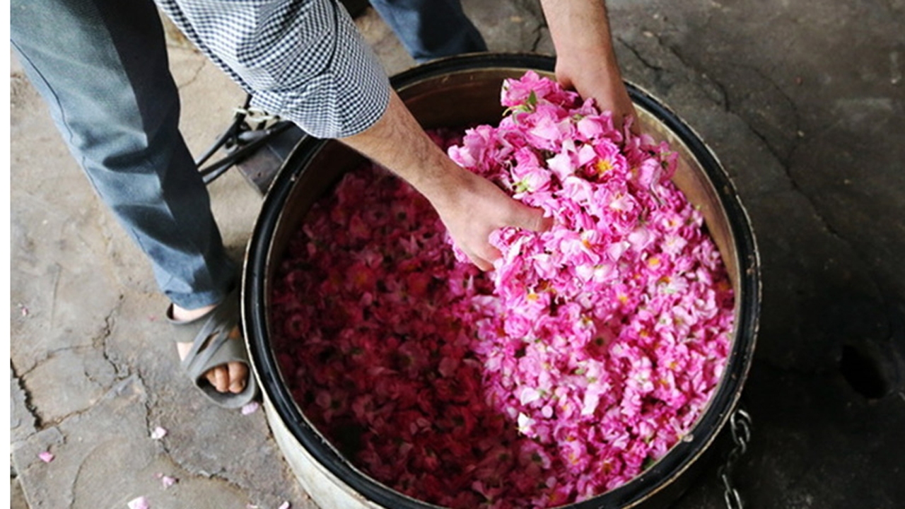 گلاب گیری به روش سنتی 