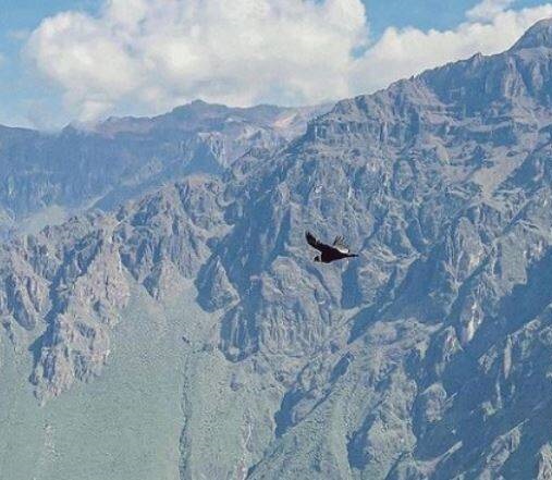 عکس/ پرواز بزرگترین پرنده جهان