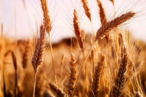 نتیجه یکی از کارهای اقتصادی رئیسی