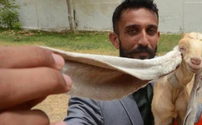 عکس/ بُزی با ۴۶ سانتی متر گوش