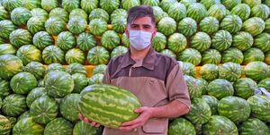  صادرات محصولات جالیزی محدود می‌شود