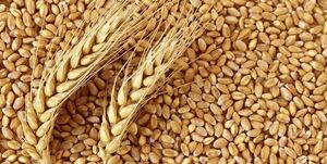 پول خرید تضمینی گندمکاران واریز شد