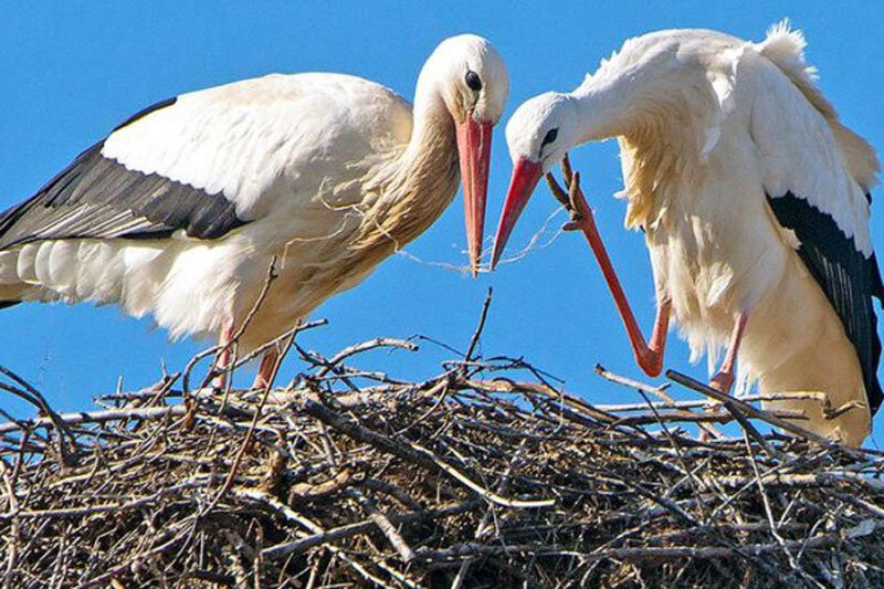 فیلم/ زندگی یک خانواده لک لک بالای دکل تلفن