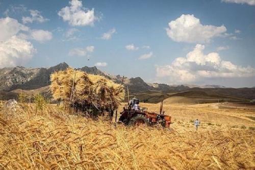مطالبات گندم‌کاران از فردا پرداخت می‌شود