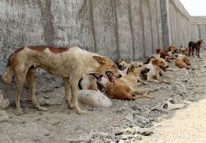 واکاوی دلایل ازدیاد سگهای ولگرد/ تلفات‌گیری مکرر سگهای بی‌صاحب/ راهکارهای مقابله چیست؟
