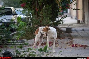 خطر پهن کردن سفره کنار مدفوع و ادرار