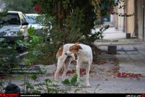 خطر پهن کردن سفره کنار مدفوع و ادرار