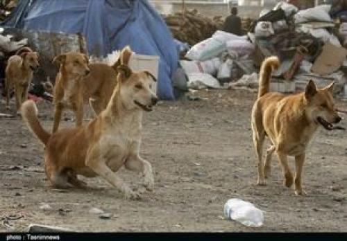 سگ‌گردانی در سطح شهرها قانونمند می‌شود؟
