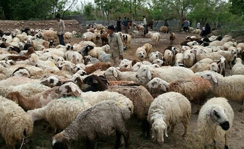 فیلم/ وقتی سیل به آغل گوسفندان می‌زند