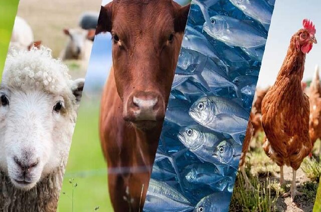  عرضه داروهای گیاهی برای درمان بیماری‌های دام و طیور