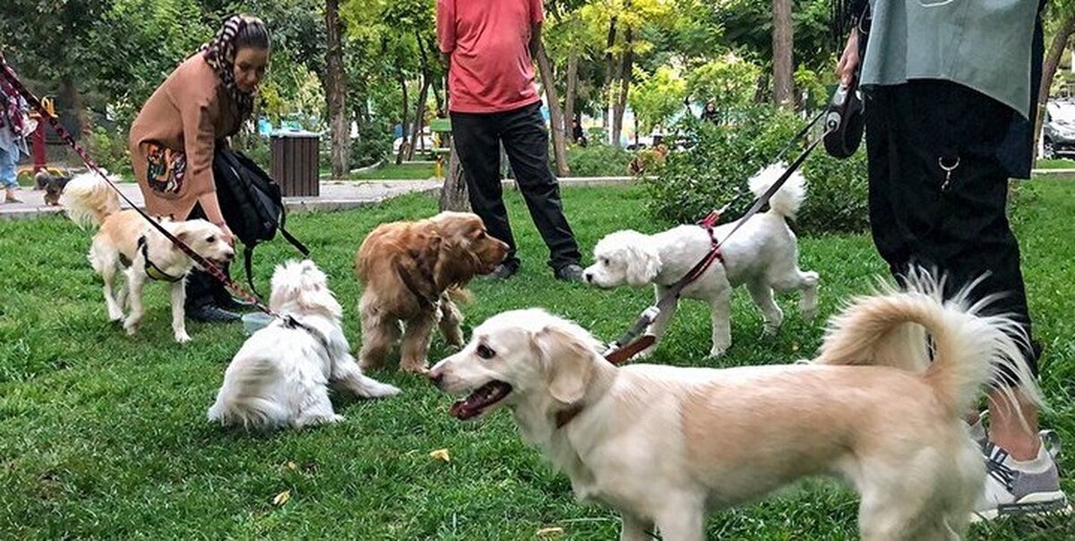 سگ گردانی، نمایشی برای لاکچری بودن