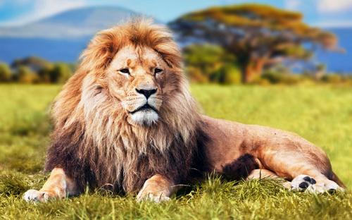  عظمت شیر به روایت تصویر
