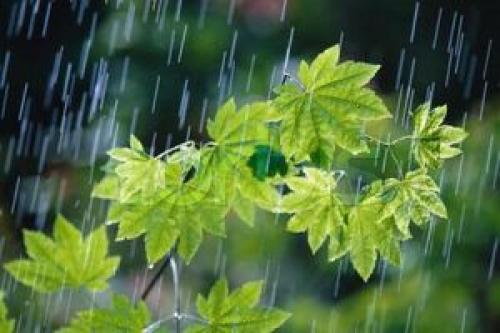  افزایش ابر و بارش باران در برخی استان‌ها