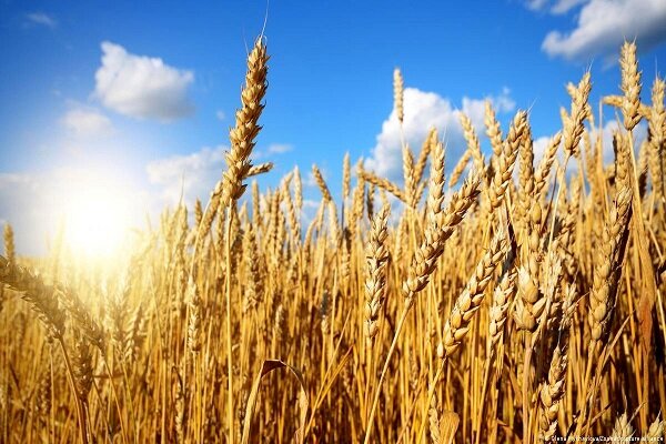 خریداربیش از ۶۱۶ هزار تن گندم از کشاورزان کردستانی