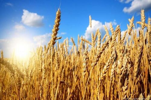 خریداربیش از ۶۱۶ هزار تن گندم از کشاورزان کردستانی