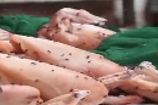 نشستن مگس روی غذا و خطر آن برای سلامتی