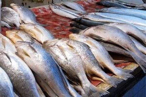 قیمت انواع ماهی و میگو 