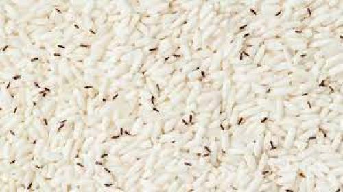  چگونه شپشک برنج را از بین ببریم؟
