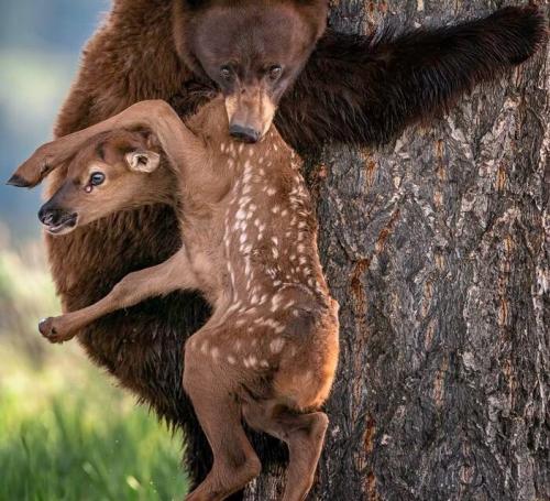  برندگان مسابقه عکاس سال حیات وحش