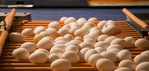 مرغ و تخم مرغ گران نمی شود/ کمبود نداریم