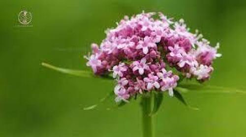  با مصرف این گیاه کابوس را از خود دور کنید!