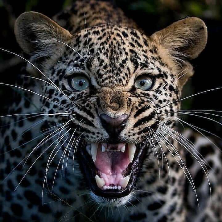 ابهت گربه‌سان های قوی هیکل
