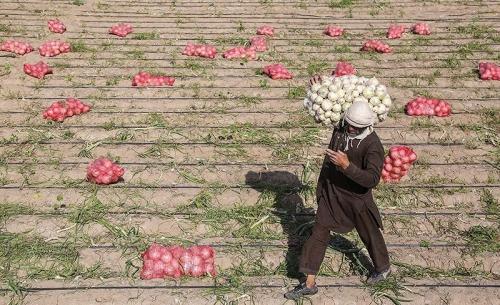 پیاز رکورد گرانی را شکست