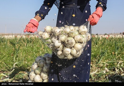 پیاز ارزان شد