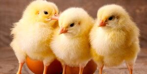 معدوم‌سازی ۱۵ میلیون جوجه یکروزه تکذیب شد