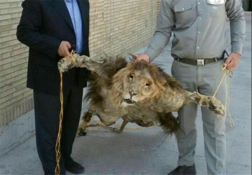 یک قطعه پوست شیر سلاخی شده در مشهد