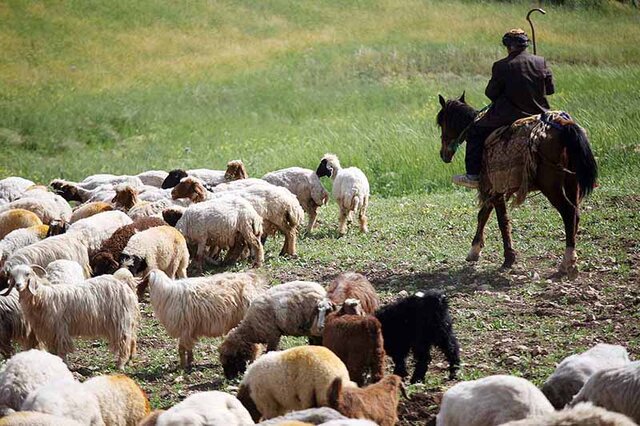 افزایش دام‌های پروار شده در پاییز امسال