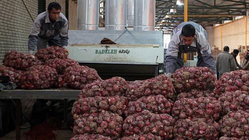  عوارض ۱۰۰ درصدی صادرات پیاز ابلاغ شد