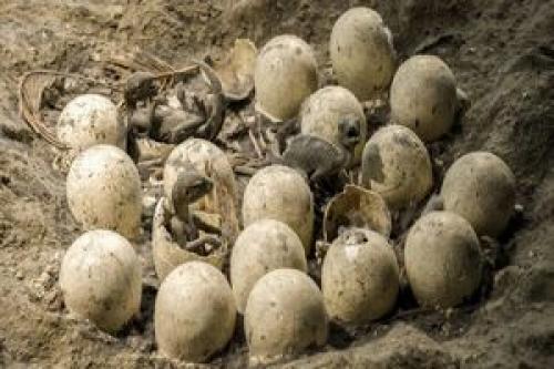 کشف محل‌ تخم‌گذاری دایناسورها در هند