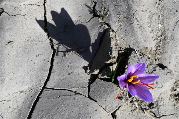 مزرعه یخ‌زده زعفران در خراسان رضوی