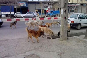  سگ‌های بلاصاحب در کدام مناطق تهران بیشتر هستند؟