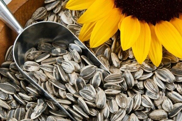 مضرات خوردن تخمه که نمی‌دانستید!