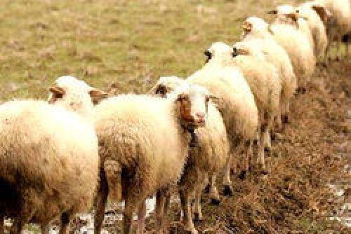  قیمت دام از اواخر اسفند کاهشی می شود 