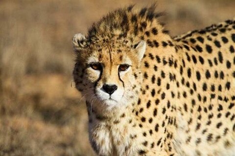 جدیدترین تصاویر از "ایران" یوزپلنگ ماده ایرانی جدیدترین تصاویر از "ایران" یوزپلنگ ماده ایرانی