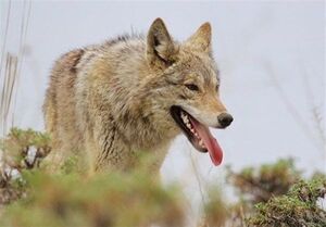  شلیک اشتباهی به گرگ باعث مرگ پدر شد