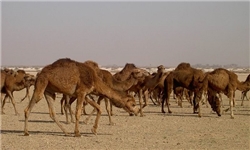 17 نفر در اثر برخورد یک دستگاه تویوتا با شتر مصدوم شدند