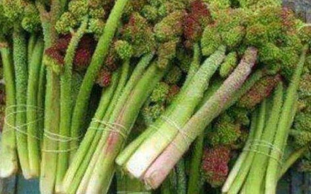  «ریواس»؛ خواص و عوارض آن