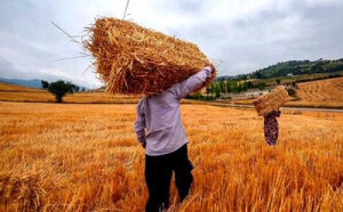 بخشیدن عطای کشت به لقای برداشت گندم / بحران در تولید داخلی گندم