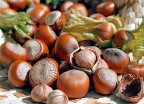 فواید بی‌نظیر فندق 