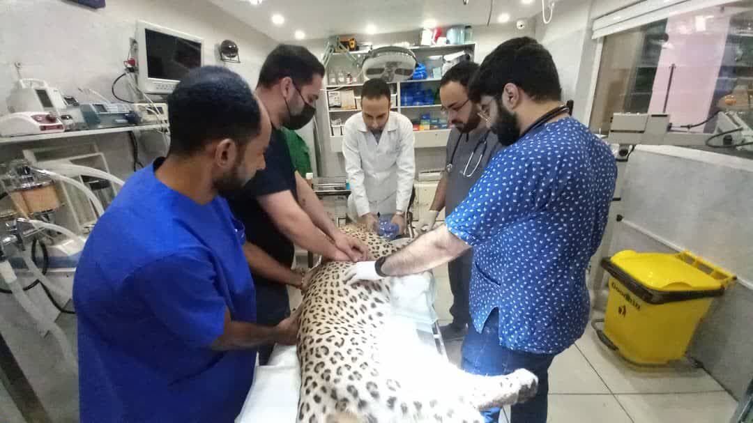 پلنگ مجروح هرمزگان تلف شد