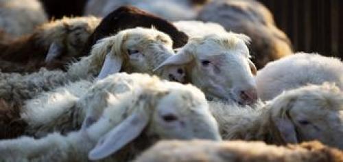  در بازار دام عید قربان چه می گذرد؟ 