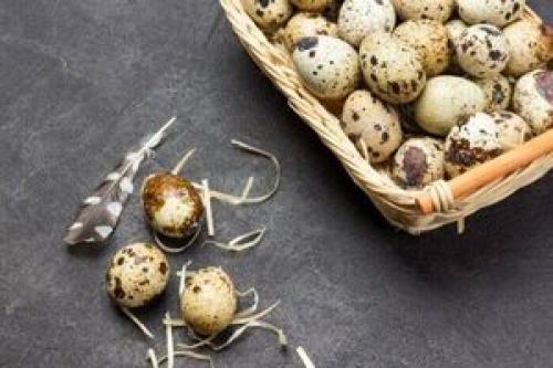 تخم کبوتر زبان کودک را باز می‌کند؟