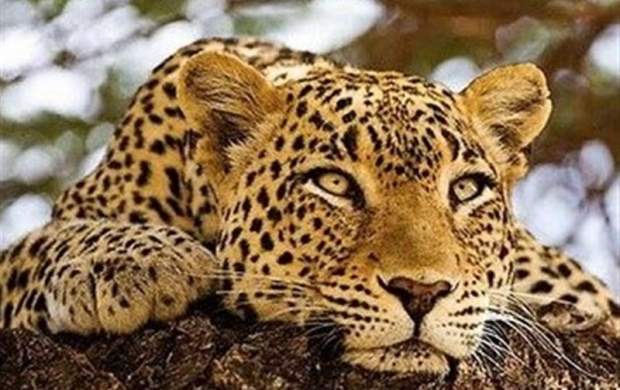 حال خوش پلنگ ایرانی در جنگل‌های گیلان