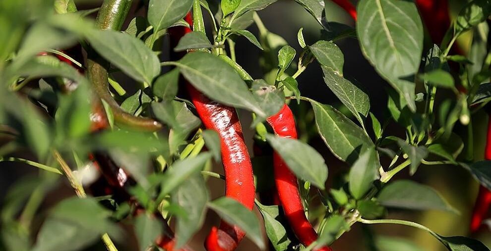 برداشت فلفل از مزارع مازندران 