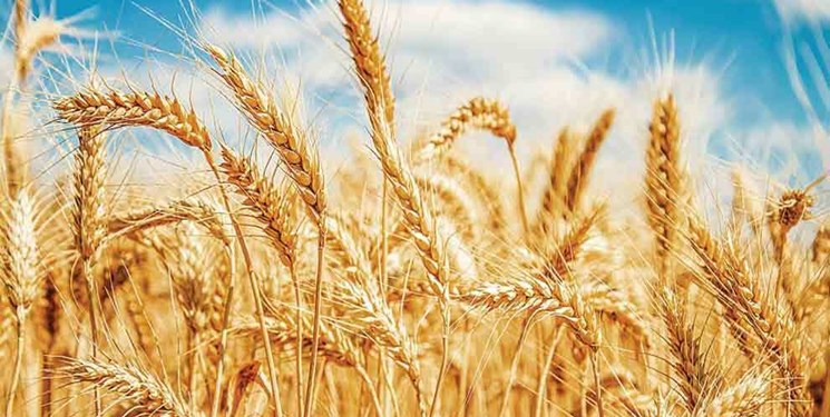  خرید تضمینی گندم به مرز 10 میلیون تُن رسید 