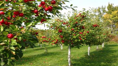  میوه‌ای که سُرب را از بدن دفع می‌کند